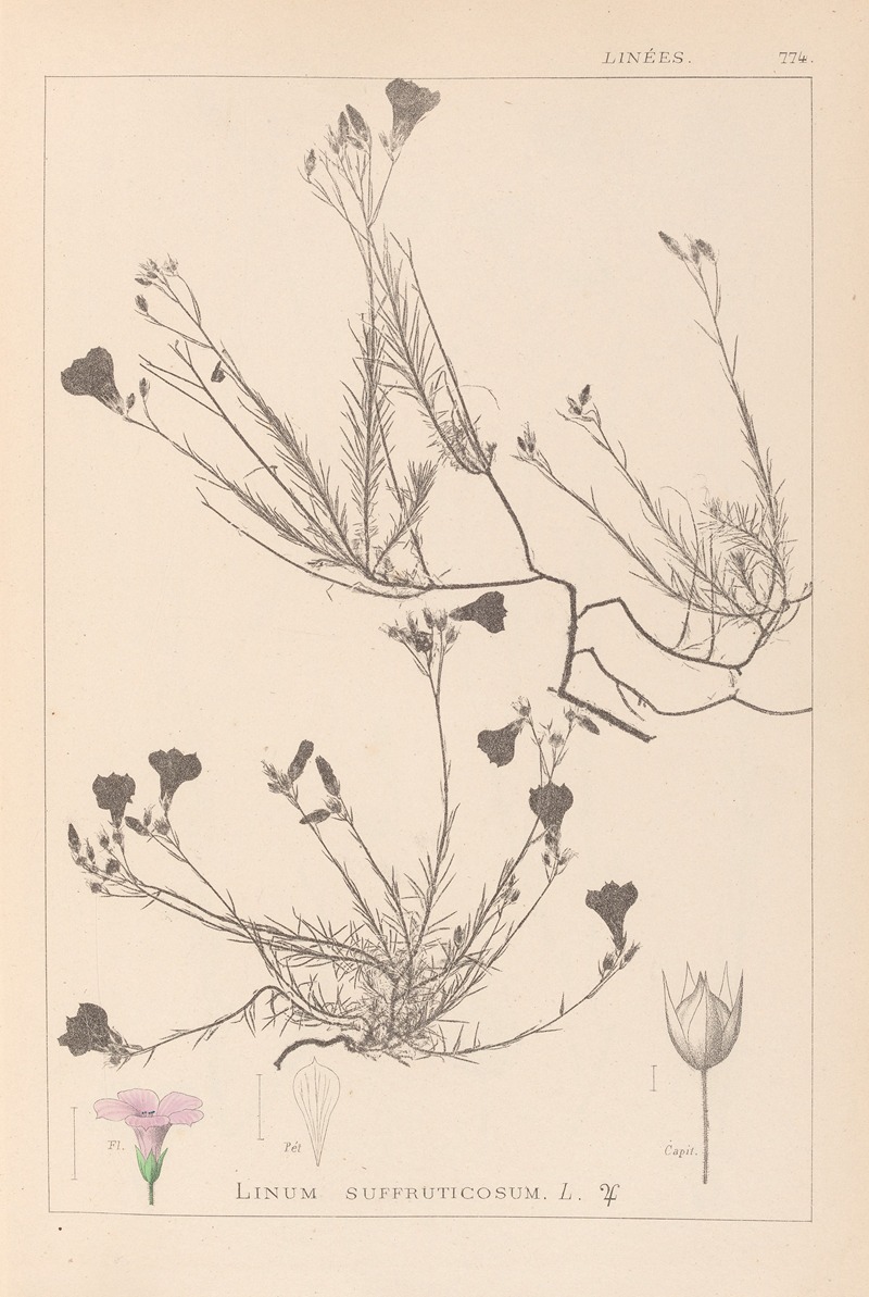 Louis Antoine Cusin - Herbier de la flore française Pl.0016