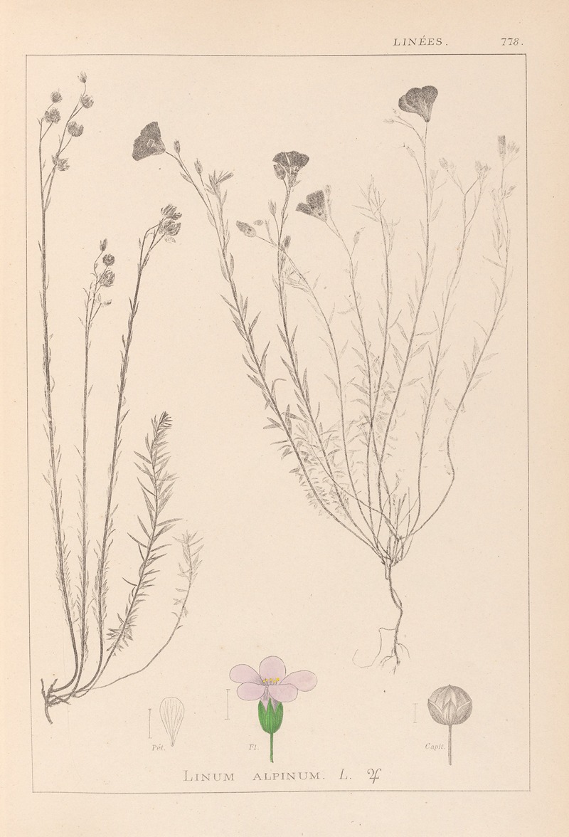 Louis Antoine Cusin - Herbier de la flore française Pl.0020