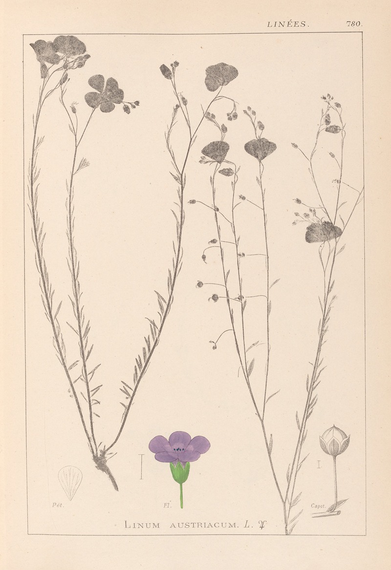 Louis Antoine Cusin - Herbier de la flore française Pl.0022
