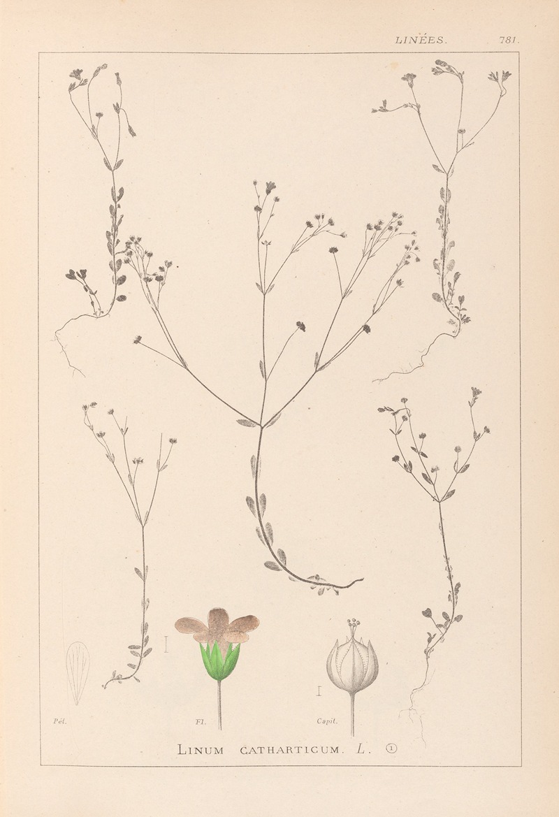 Louis Antoine Cusin - Herbier de la flore française Pl.0023