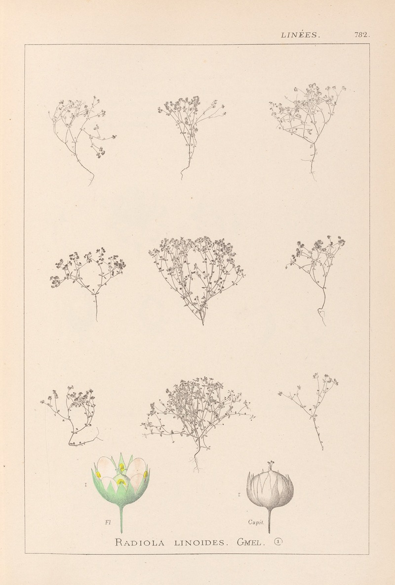 Louis Antoine Cusin - Herbier de la flore française Pl.0024