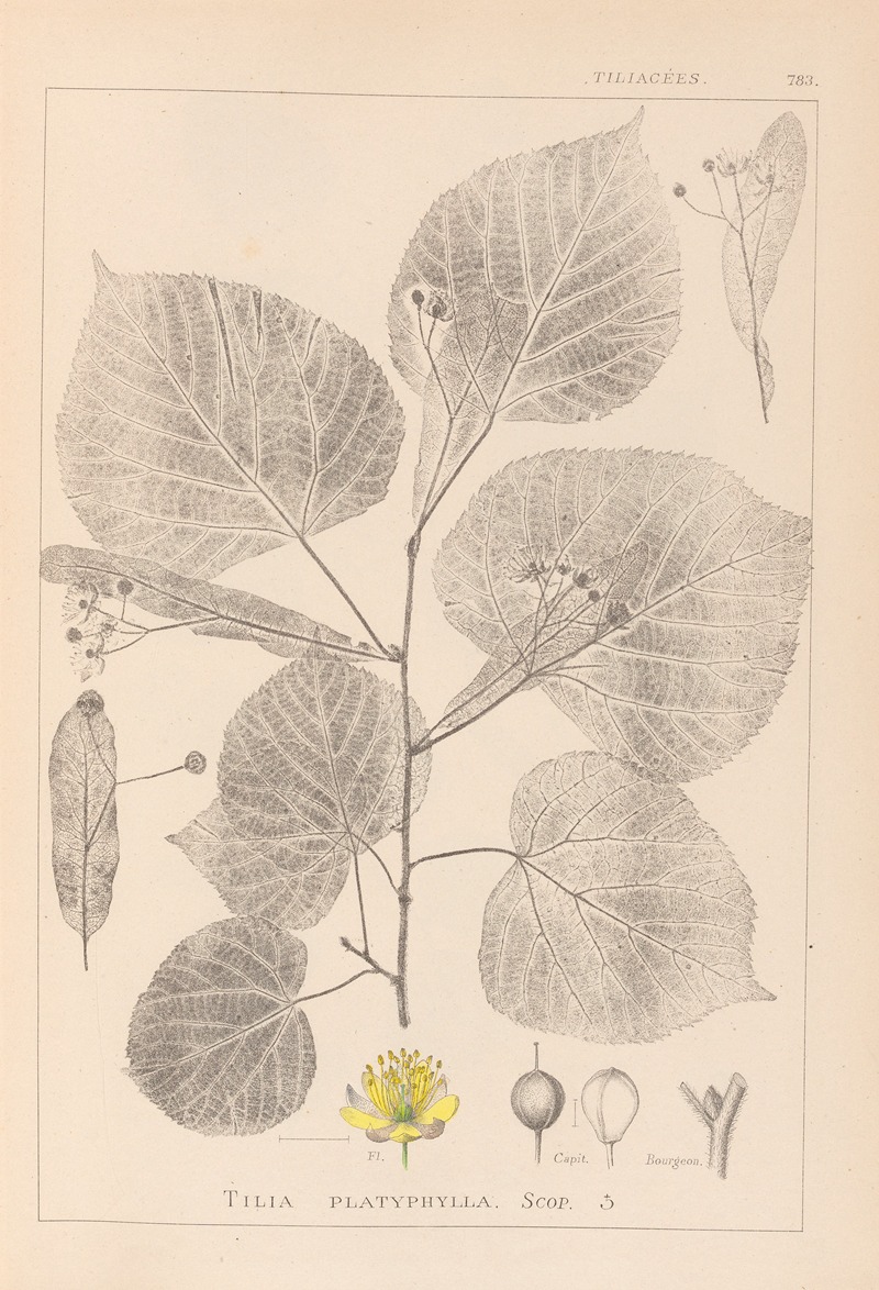 Louis Antoine Cusin - Herbier de la flore française Pl.0025