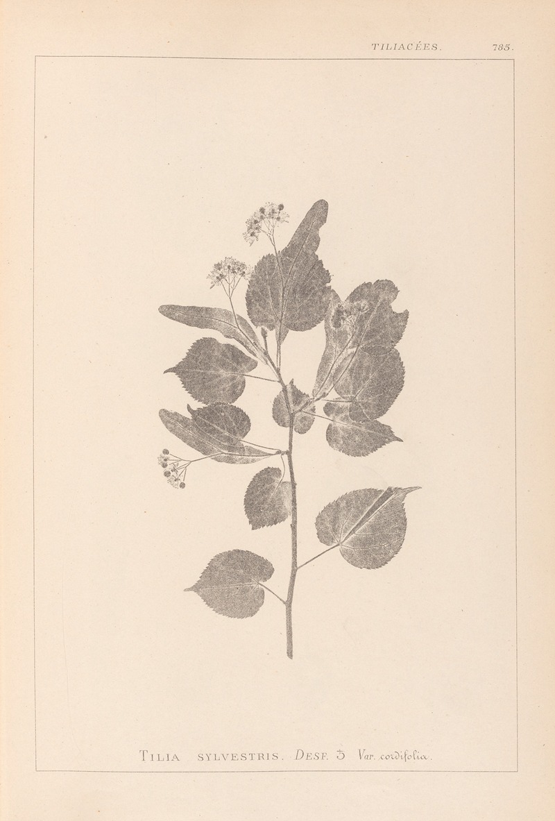 Louis Antoine Cusin - Herbier de la flore française Pl.0027