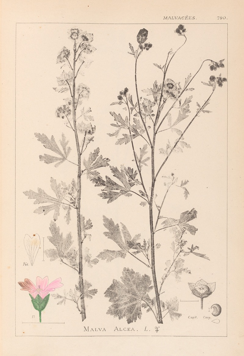 Louis Antoine Cusin - Herbier de la flore française Pl.0032