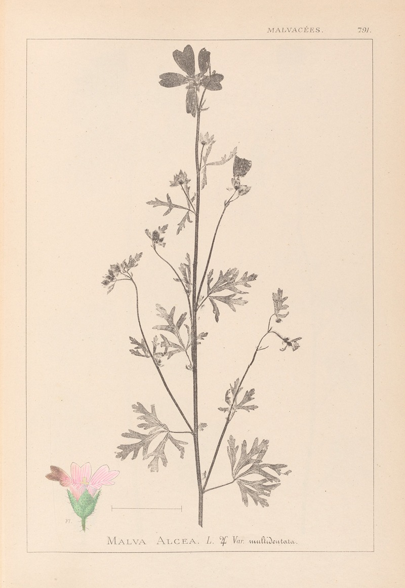 Louis Antoine Cusin - Herbier de la flore française Pl.0033