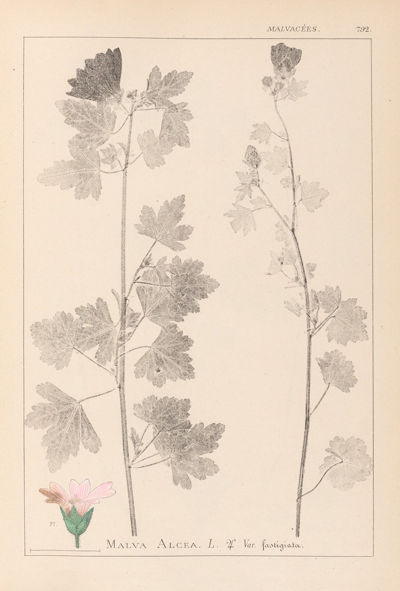 Louis Antoine Cusin - Herbier de la flore française Pl.0034