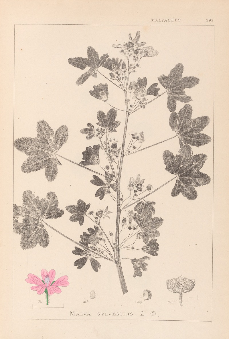 Louis Antoine Cusin - Herbier de la flore française Pl.0039