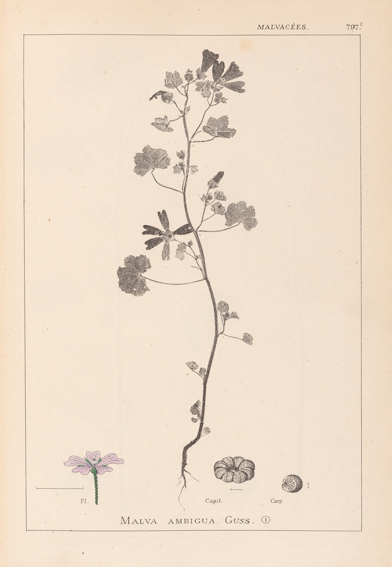 Louis Antoine Cusin - Herbier de la flore française Pl.0040