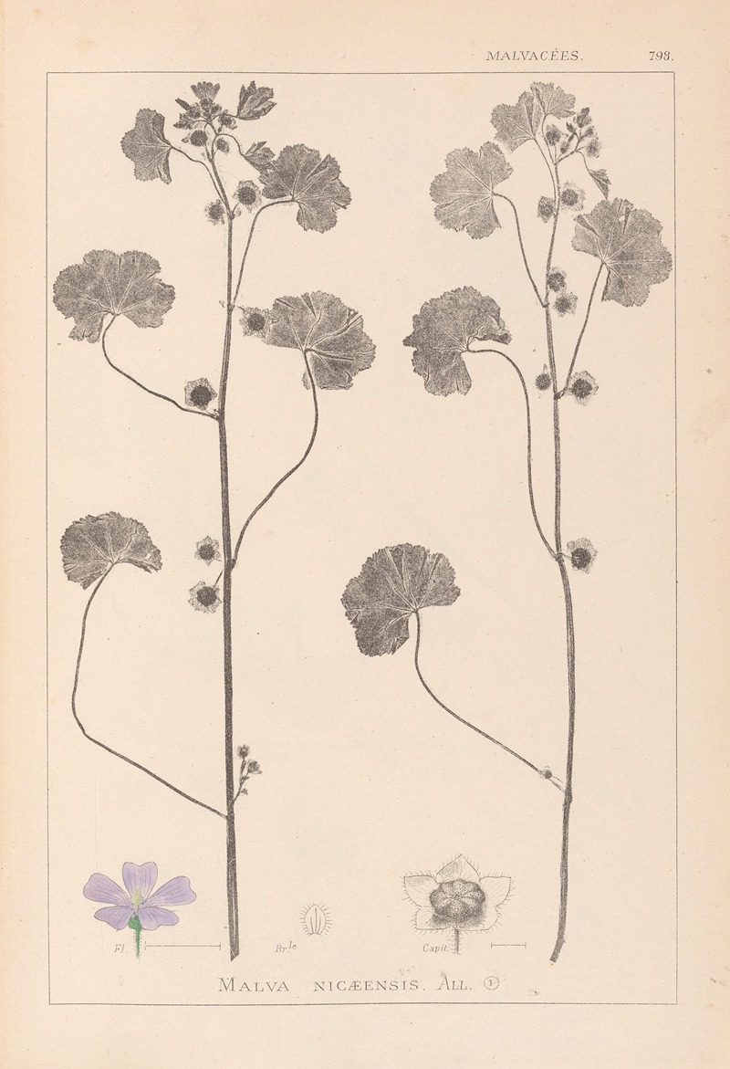 Louis Antoine Cusin - Herbier de la flore française Pl.0041