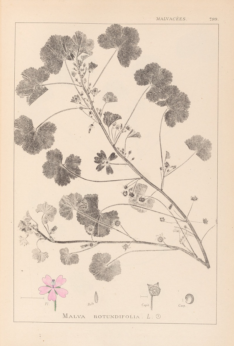 Louis Antoine Cusin - Herbier de la flore française Pl.0042