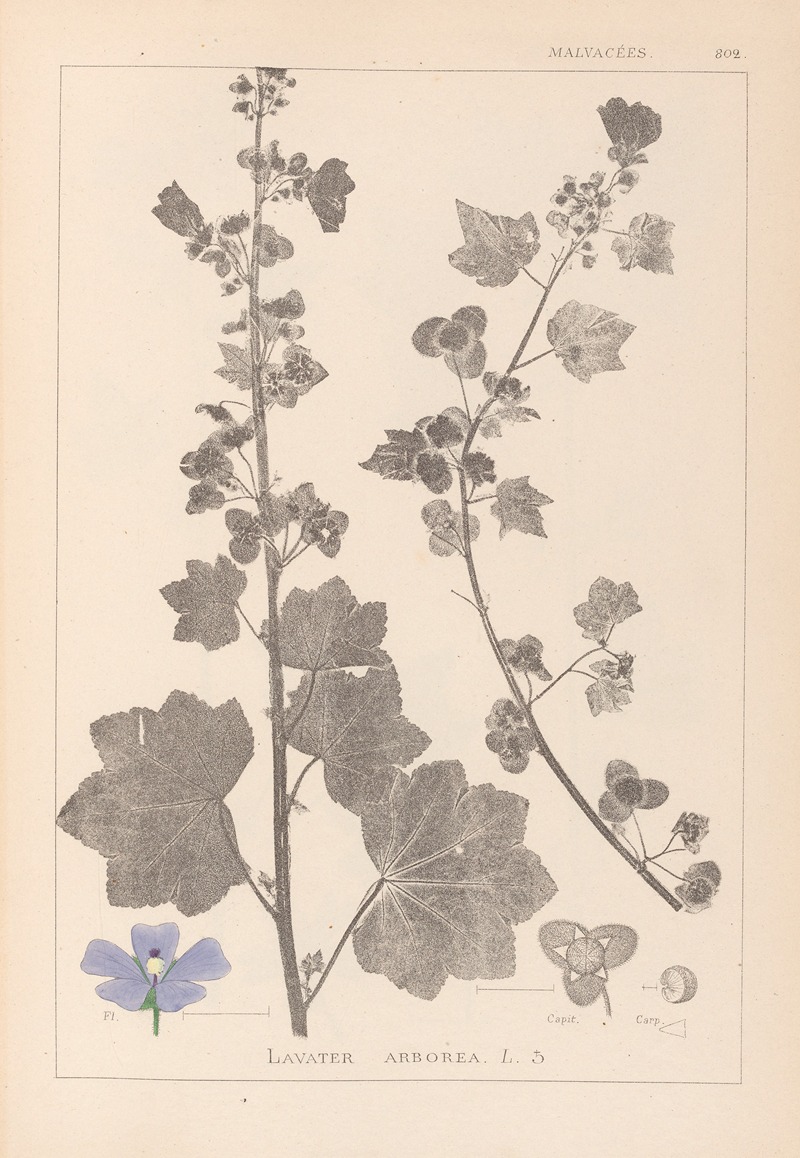 Louis Antoine Cusin - Herbier de la flore française Pl.0045