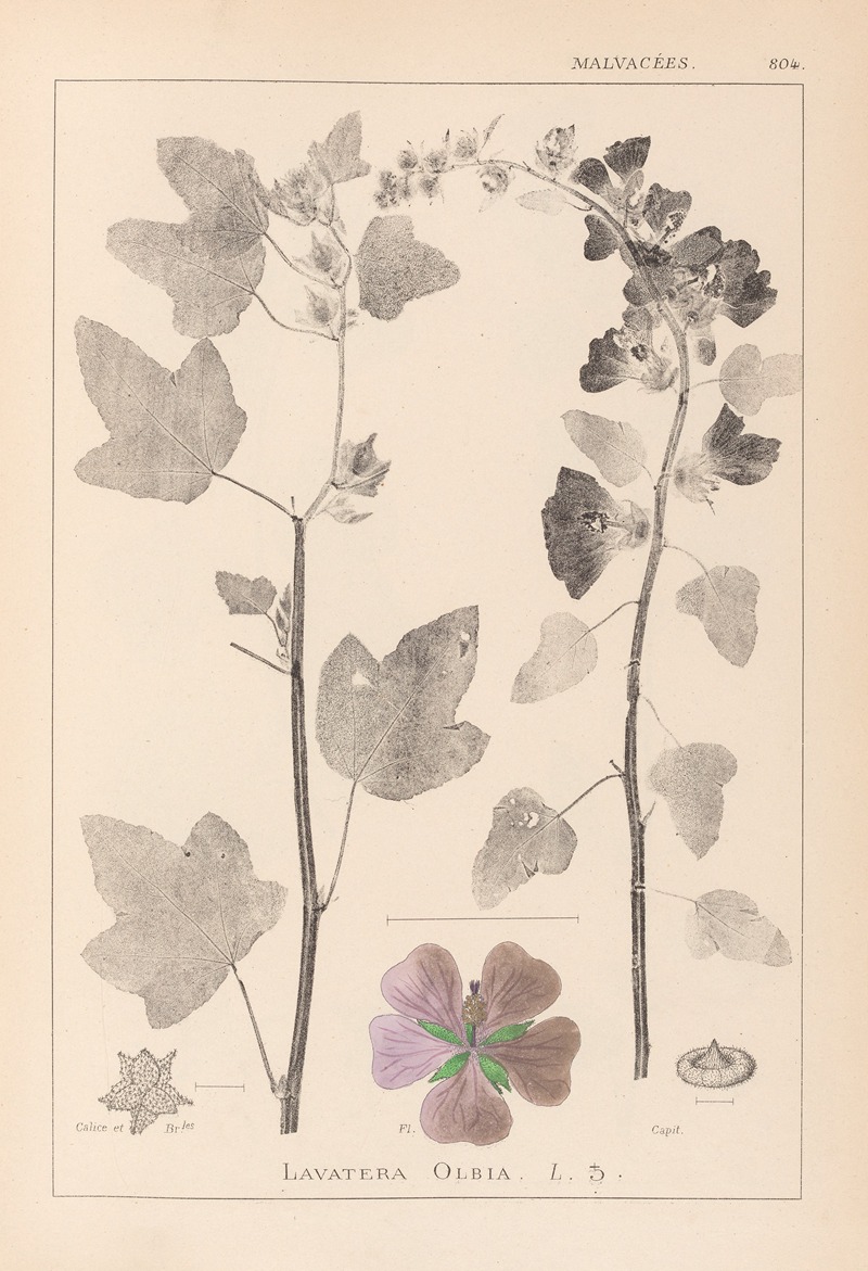 Louis Antoine Cusin - Herbier de la flore française Pl.0047