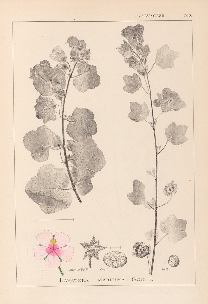 Louis Antoine Cusin - Herbier de la flore française Pl.0048