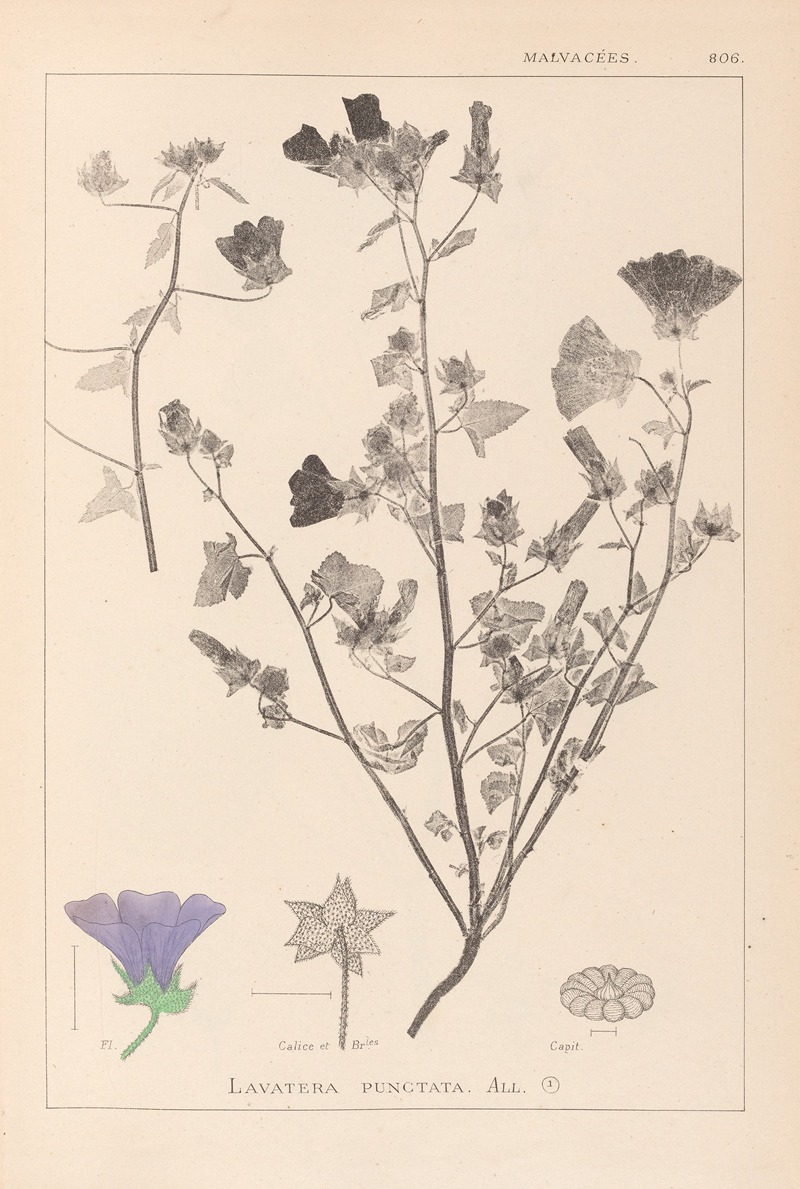 Louis Antoine Cusin - Herbier de la flore française Pl.0049