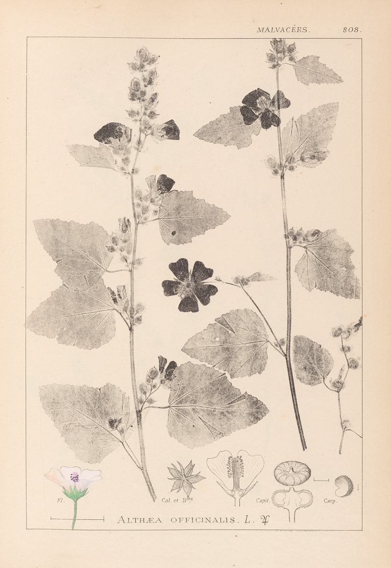Louis Antoine Cusin - Herbier de la flore française Pl.0051