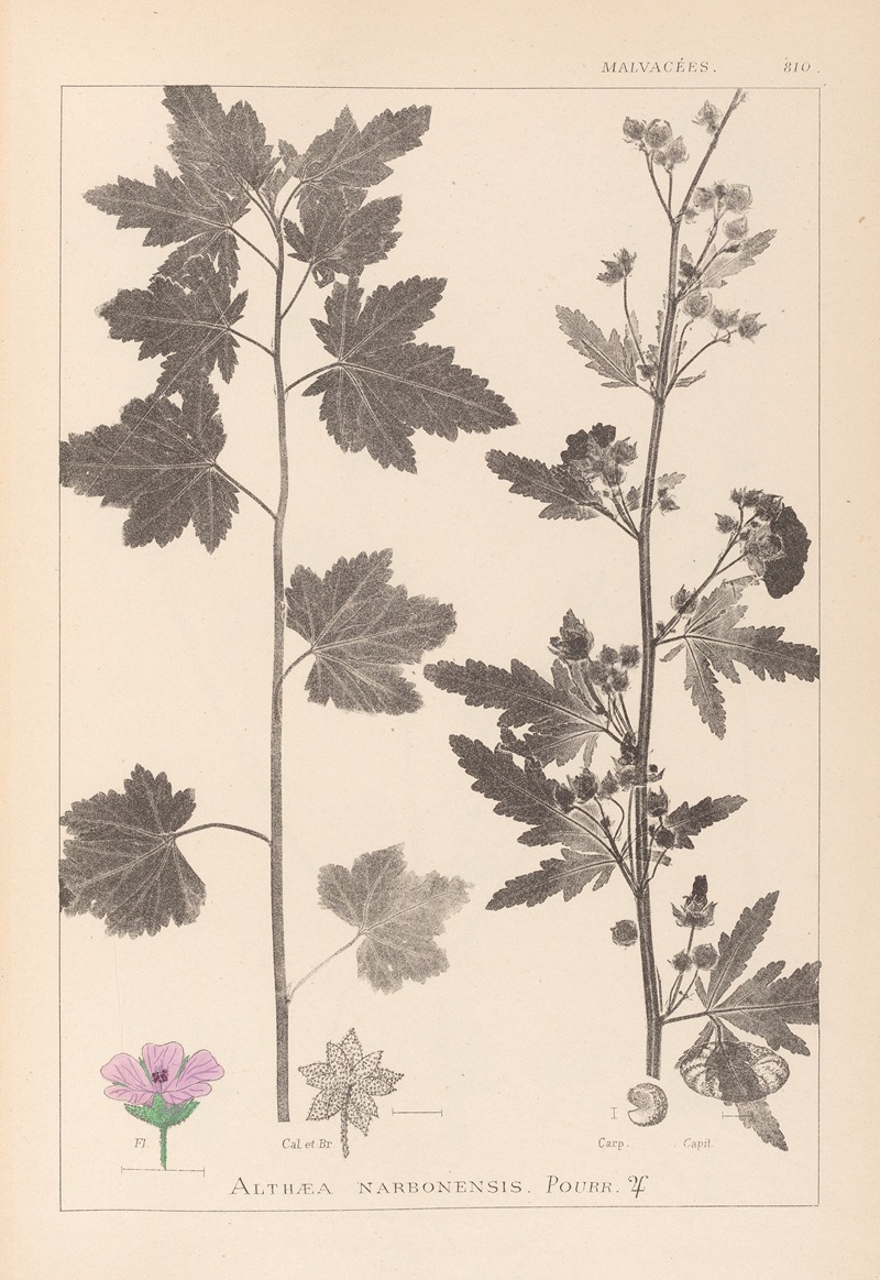 Louis Antoine Cusin - Herbier de la flore française Pl.0053