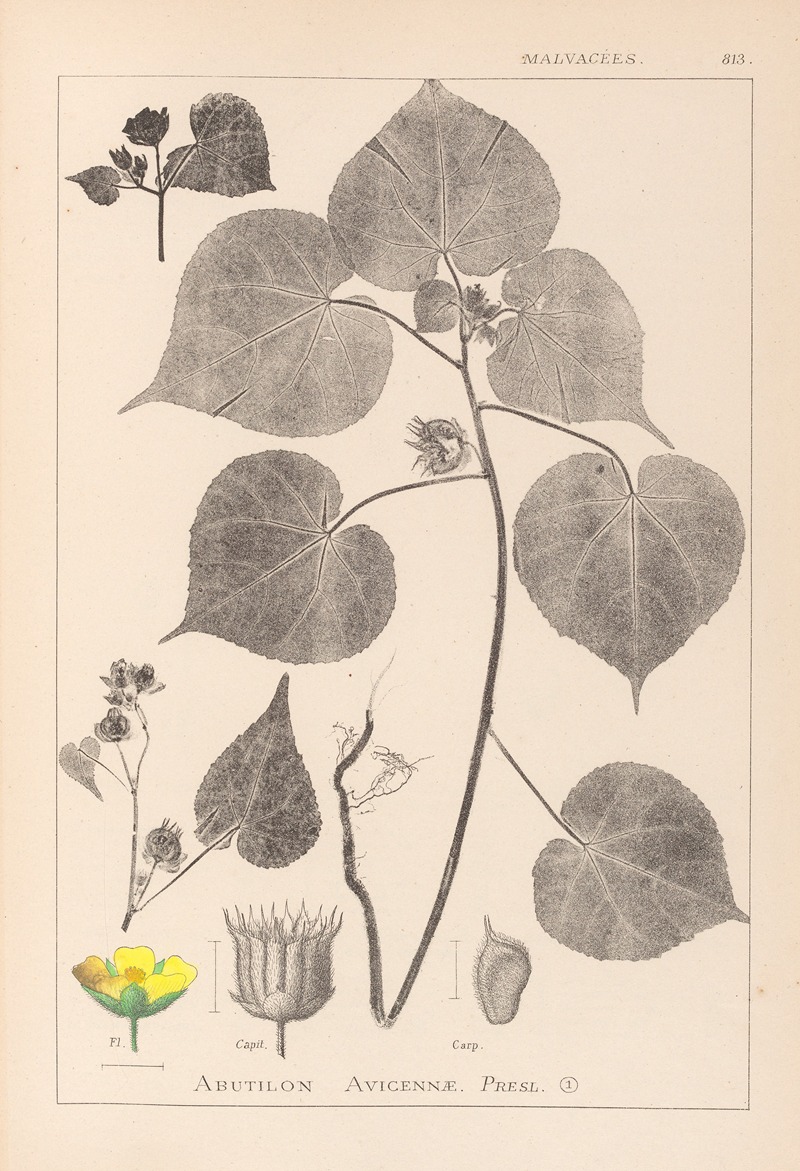 Louis Antoine Cusin - Herbier de la flore française Pl.0056