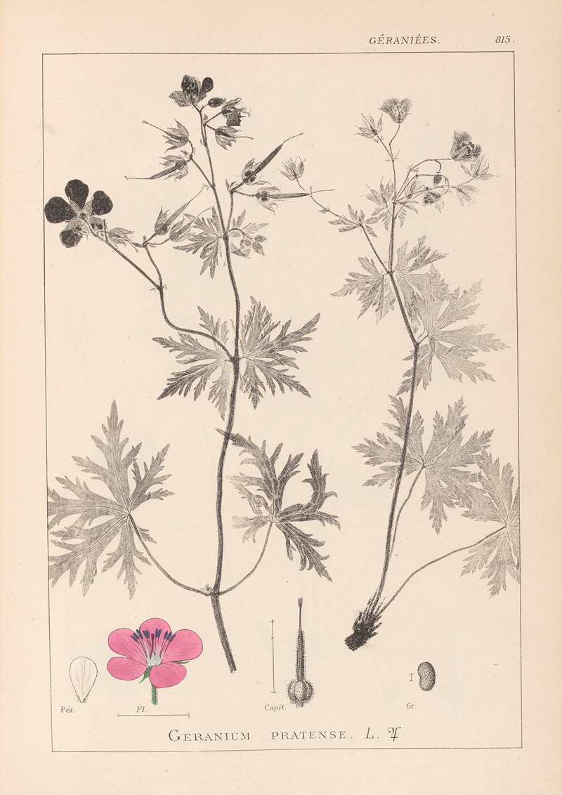 Louis Antoine Cusin - Herbier de la flore française Pl.0058