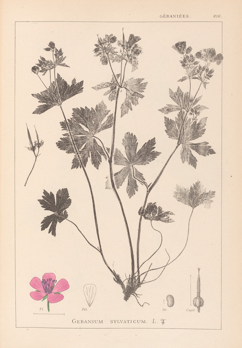 Louis Antoine Cusin - Herbier de la flore française Pl.0059