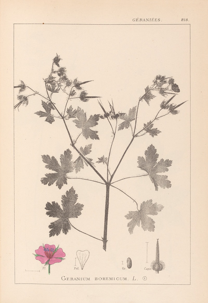 Louis Antoine Cusin - Herbier de la flore française Pl.0061