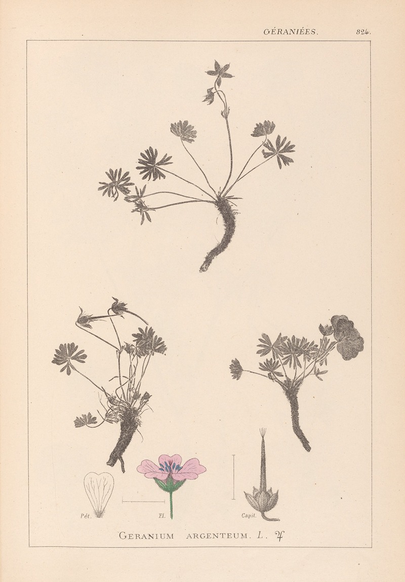 Louis Antoine Cusin - Herbier de la flore française Pl.0066