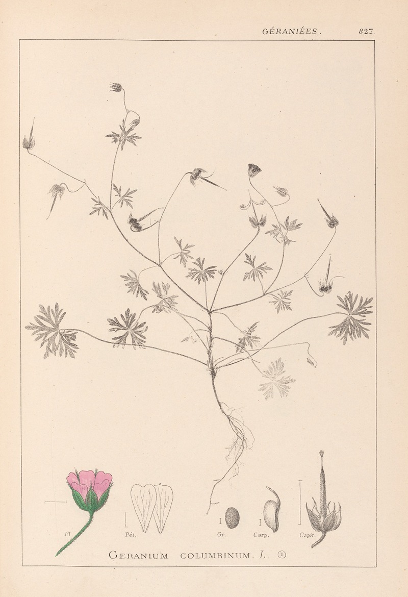 Louis Antoine Cusin - Herbier de la flore française Pl.0069