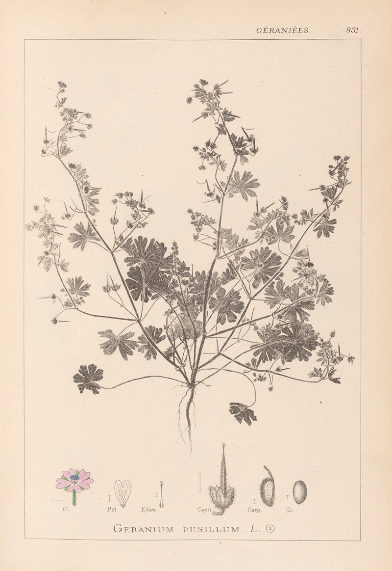 Louis Antoine Cusin - Herbier de la flore française Pl.0073