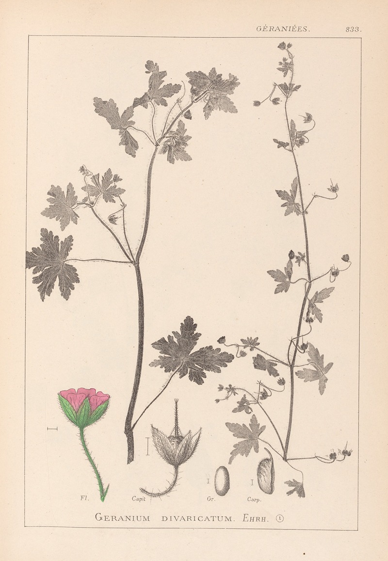 Louis Antoine Cusin - Herbier de la flore française Pl.0075