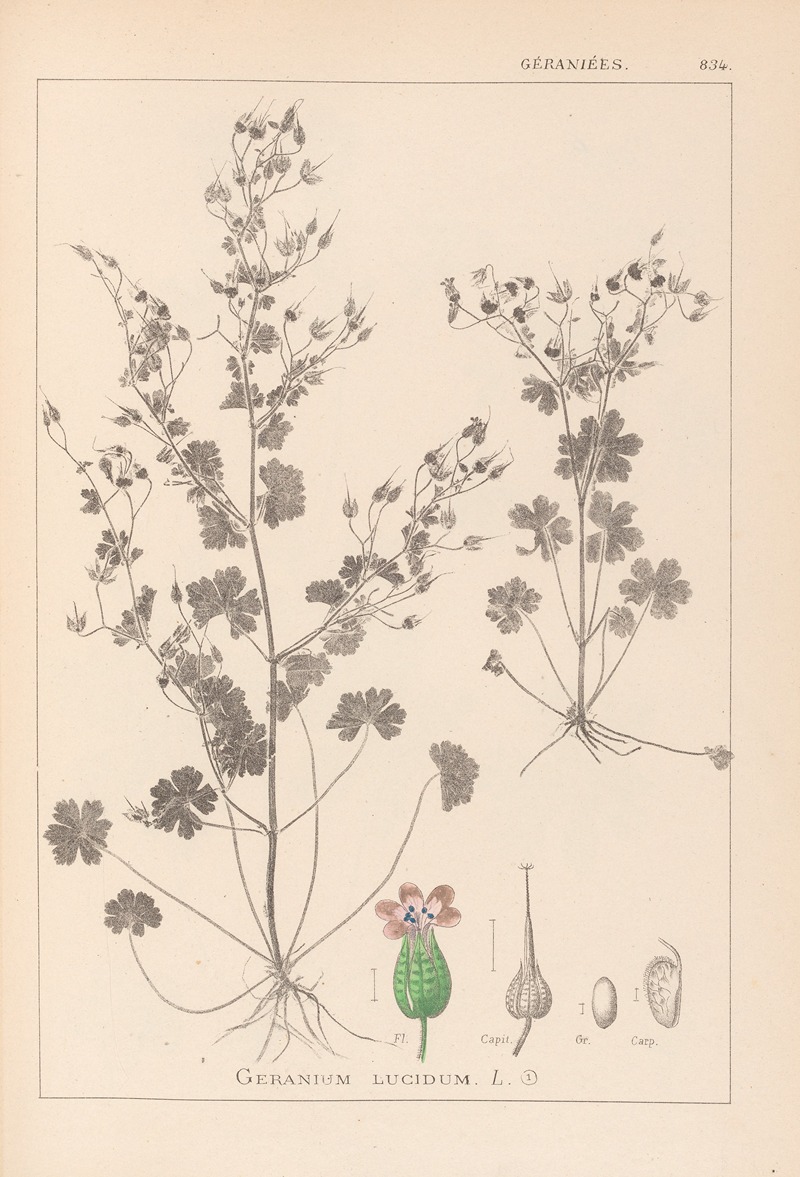 Louis Antoine Cusin - Herbier de la flore française Pl.0076