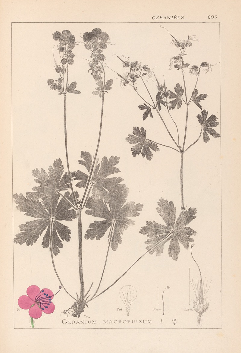 Louis Antoine Cusin - Herbier de la flore française Pl.0077
