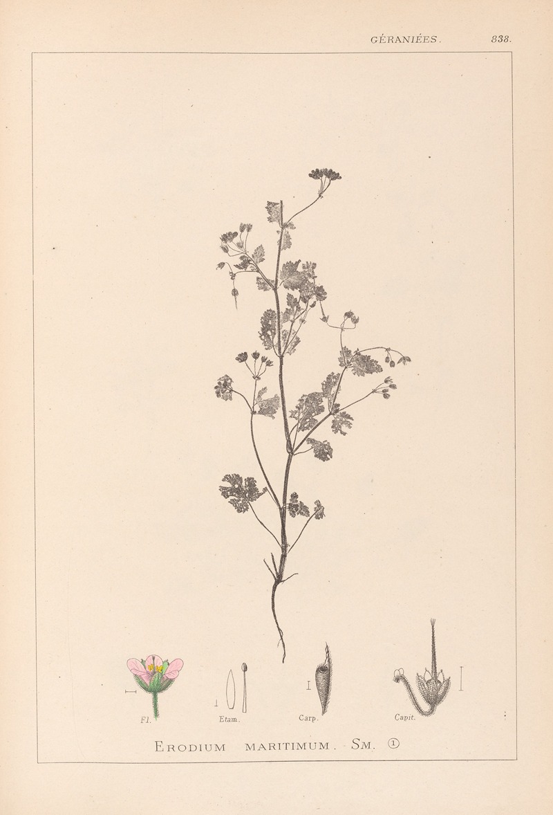 Louis Antoine Cusin - Herbier de la flore française Pl.0080