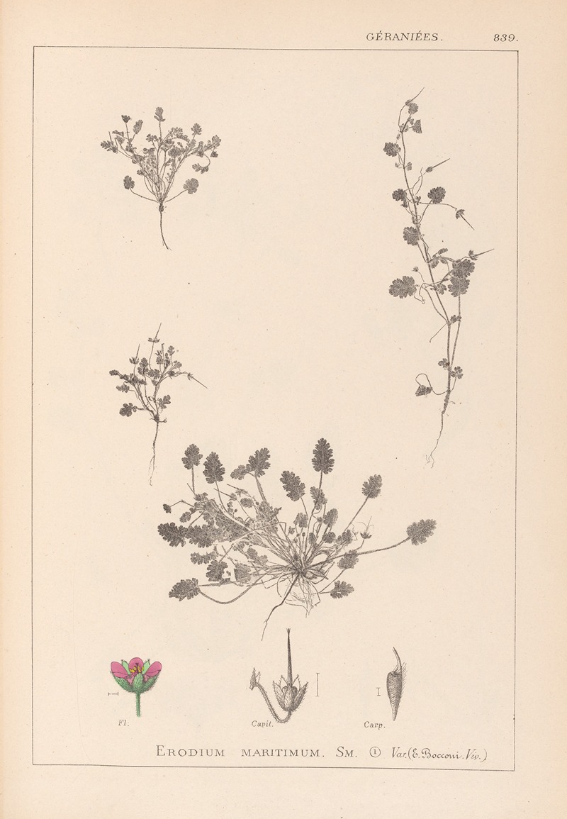 Louis Antoine Cusin - Herbier de la flore française Pl.0081