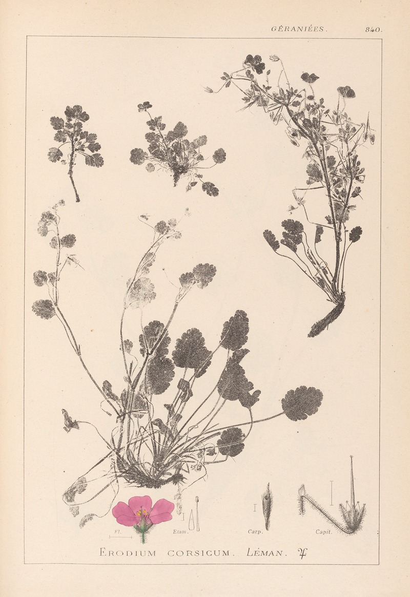 Louis Antoine Cusin - Herbier de la flore française Pl.0082