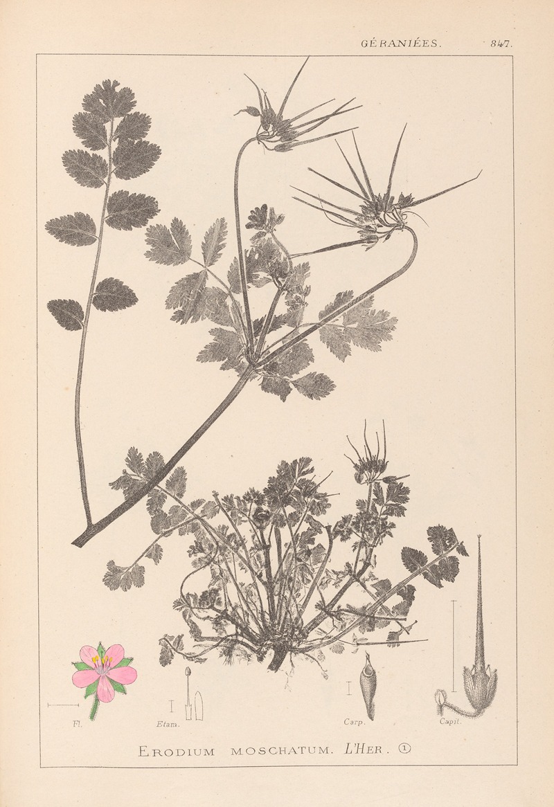Louis Antoine Cusin - Herbier de la flore française Pl.0089