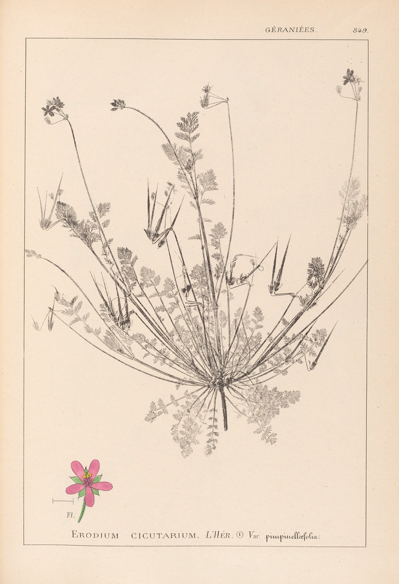 Louis Antoine Cusin - Herbier de la flore française Pl.0091