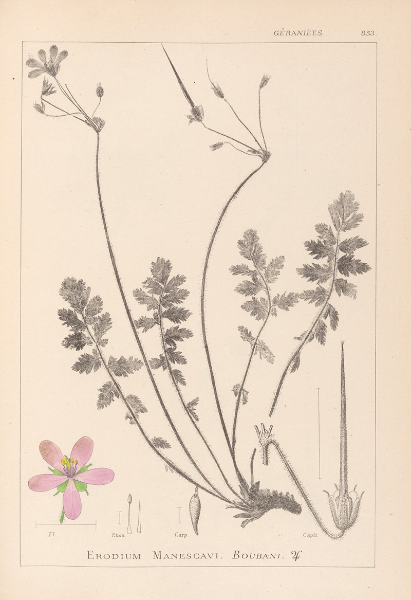 Louis Antoine Cusin - Herbier de la flore française Pl.0095