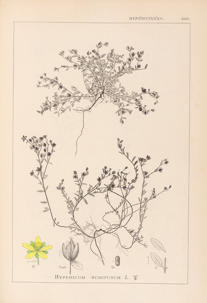 Louis Antoine Cusin - Herbier de la flore française Pl.0102