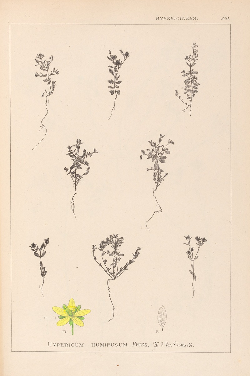 Louis Antoine Cusin - Herbier de la flore française Pl.0103