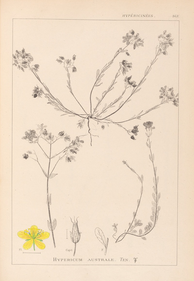 Louis Antoine Cusin - Herbier de la flore française Pl.0104