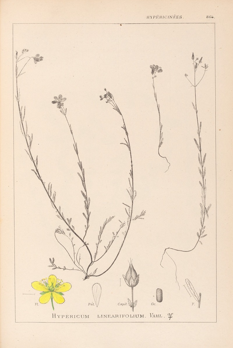 Louis Antoine Cusin - Herbier de la flore française Pl.0105