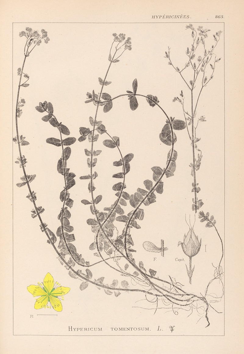 Louis Antoine Cusin - Herbier de la flore française Pl.0106