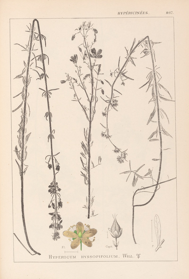 Louis Antoine Cusin - Herbier de la flore française Pl.0108