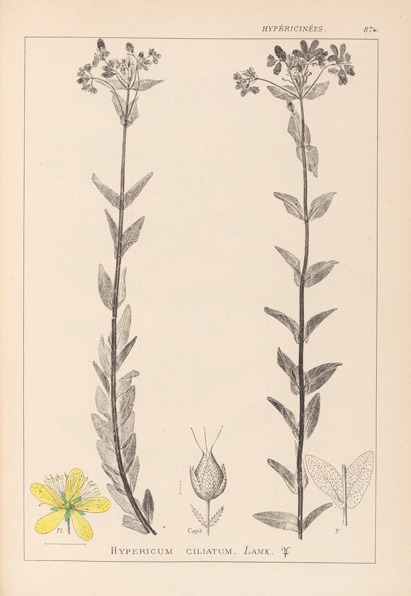 Louis Antoine Cusin - Herbier de la flore française Pl.0115