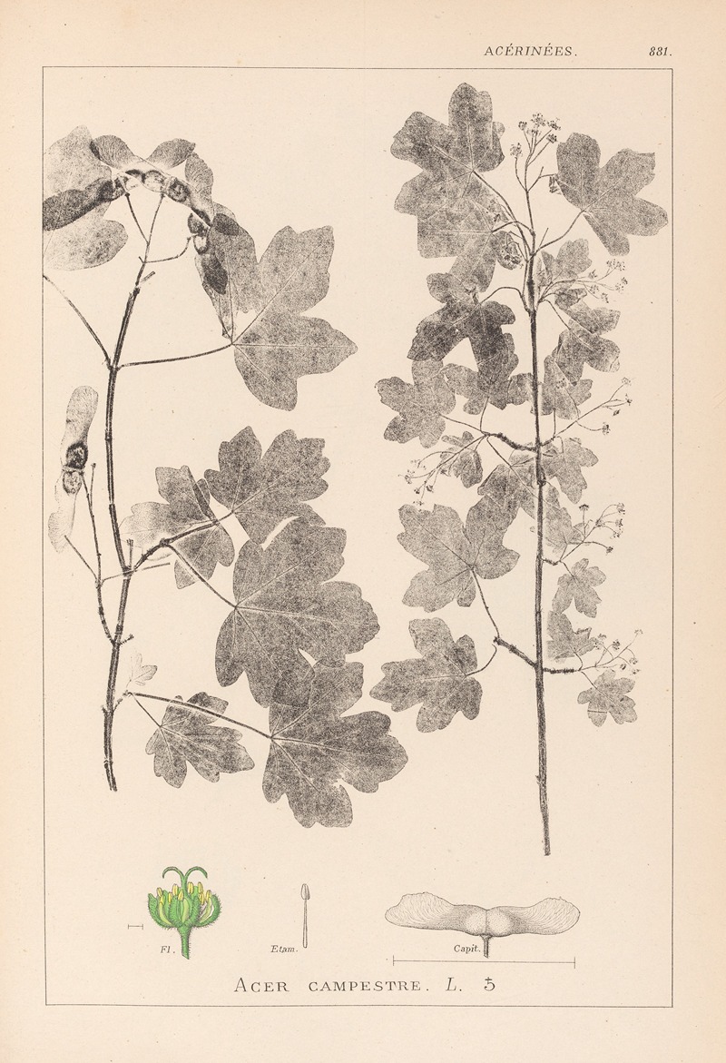 Louis Antoine Cusin - Herbier de la flore française Pl.0122