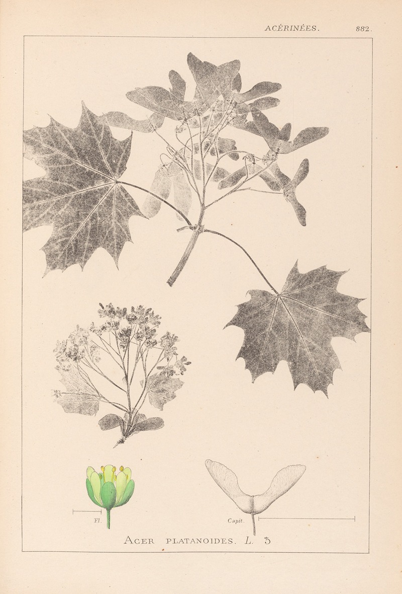 Louis Antoine Cusin - Herbier de la flore française Pl.0123