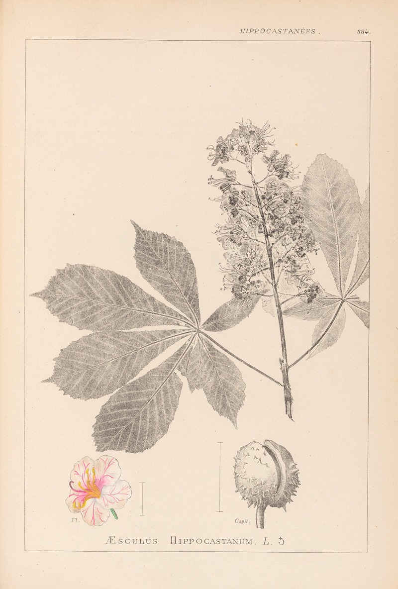 Louis Antoine Cusin - Herbier de la flore française Pl.0125