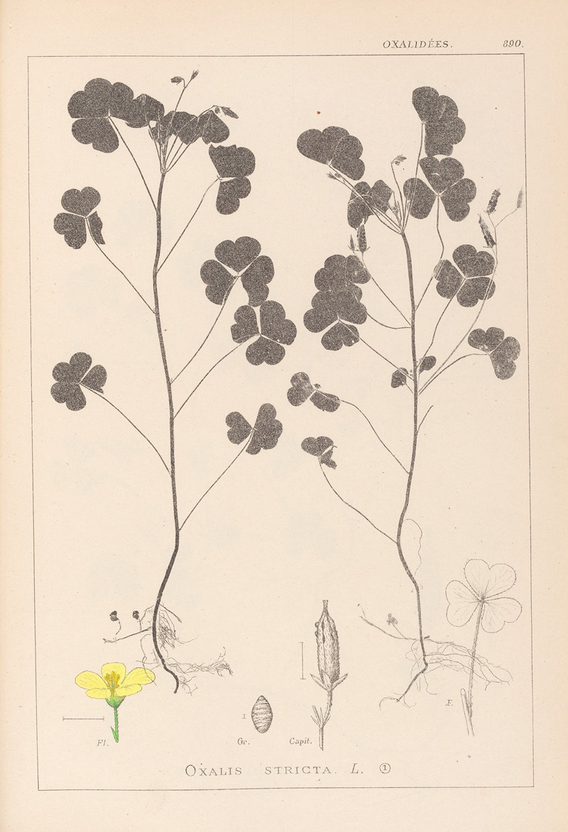 Louis Antoine Cusin - Herbier de la flore française Pl.0131