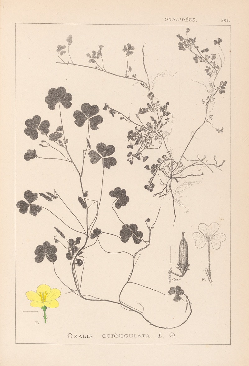 Louis Antoine Cusin - Herbier de la flore française Pl.0132