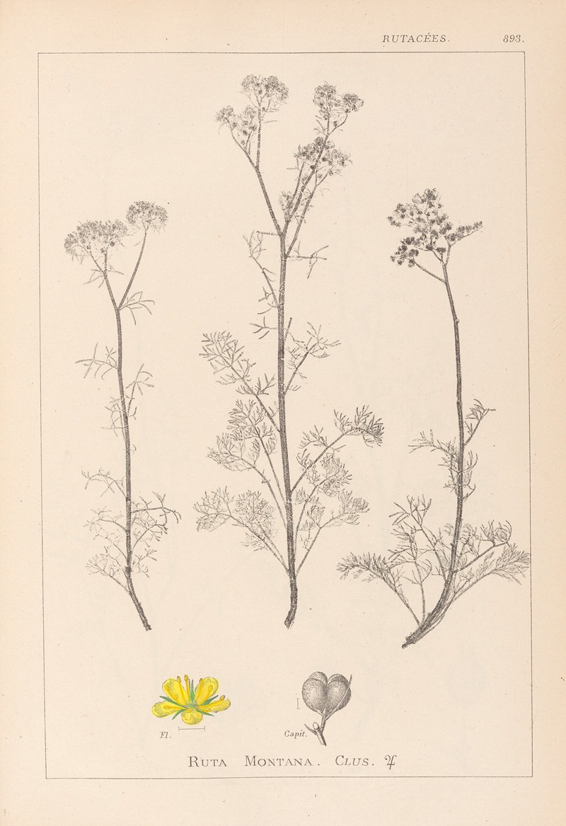 Louis Antoine Cusin - Herbier de la flore française Pl.0134
