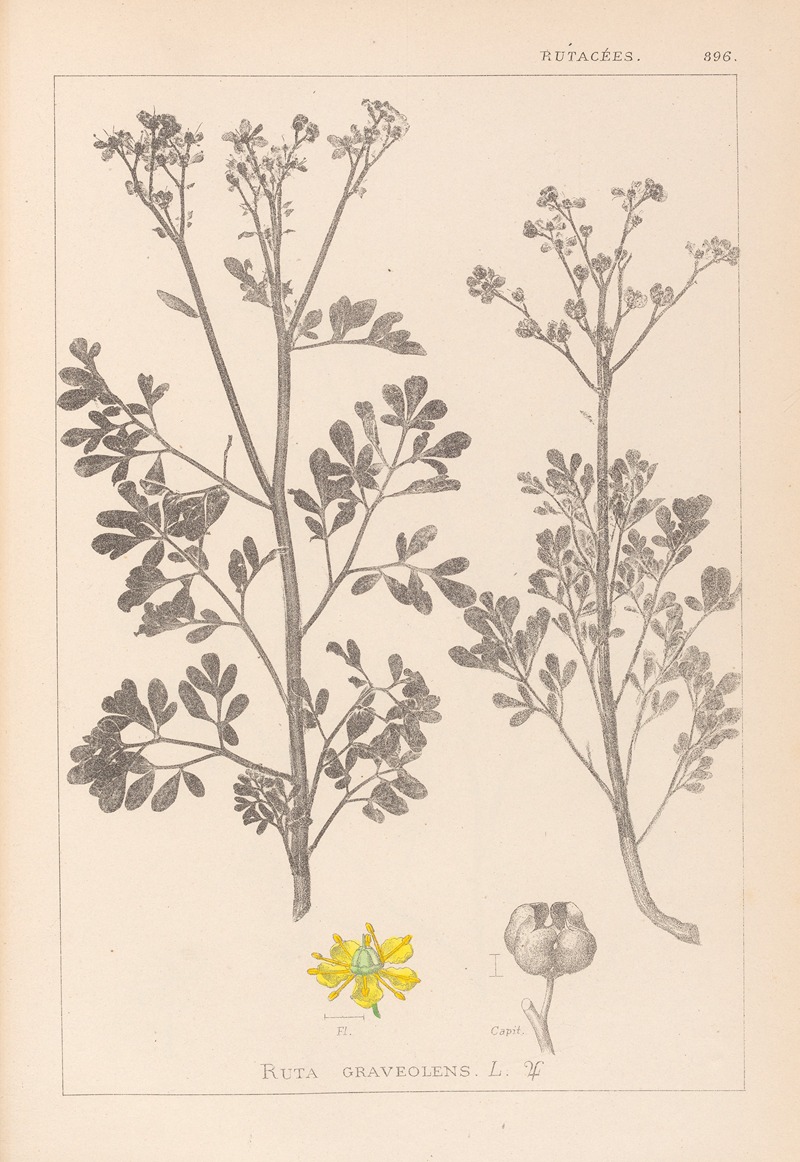 Louis Antoine Cusin - Herbier de la flore française Pl.0137